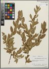 Foto von Salix pseudocordata Andersson